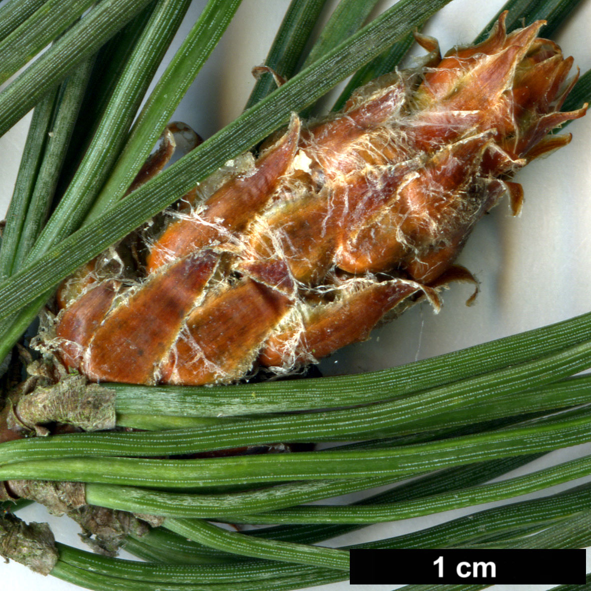 High resolution image: Family: Pinaceae - Genus: Pinus - Taxon: ×rhaetica - SpeciesSub: (P.mugo × P.sylvestris)